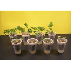 Nutrient Deficiency in Plants - Explore The Different Effects of Nutrient Deprivation in Plants - Small Group Learning - Experiment Kit