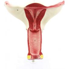 Internal Female Reproductive Organs