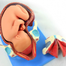 Pregnancy Embryo Female Fetus Childbirth