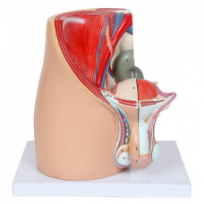 Male Pelvis, 4 Parts