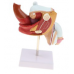 Pathological Model of the Male Urogenital System, 2 Parts