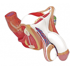 Male Genital Organ, 4-parts