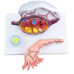 Ovary Structure Model, 3 Parts