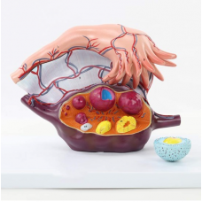 Ovary Structure Model, 3 Parts