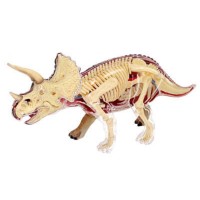 Triceratops dissection model