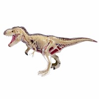 Tyrannosaurus dissection model