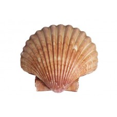 Shell Speimen, size: around 150 x 150mm