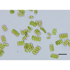 Scenedesmus Culture Solution, Living