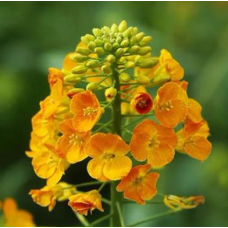 JC LAB's Fast growth plant seed, yellow color