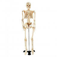 Medium Size Human Skeleton