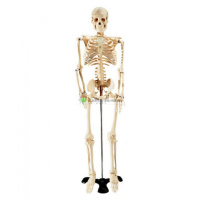 Medium Size Human Skeleton