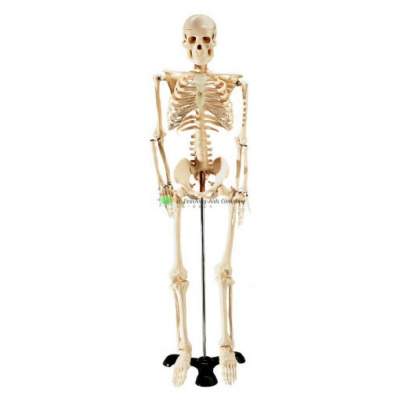 Medium Size Human Skeleton