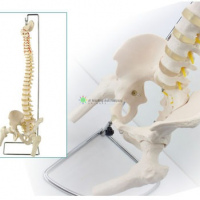 Flexible Vertebral Column with Femur Head