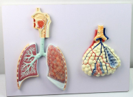 人体呼吸系统与放大的肺泡