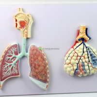 Human Respiratory System with Magnified Alveolus