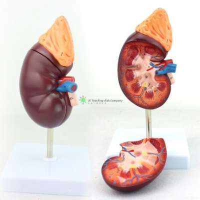 Kidney with Adrenal Gland, 3x Life Size