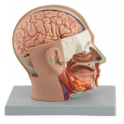 Head Dissection, 4 Parts