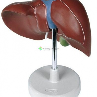 Liver, Life Size