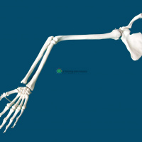 Bone of Arm and Hand