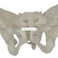 Skeletal Pelvis, Female