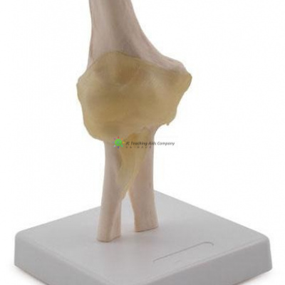 Elbow Joint, Life Size, Size: 17 x 14 x 31cm, 900g