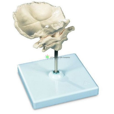 Atlas, Axis and Occipital Bone