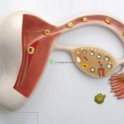 The formation of fertilized ovum