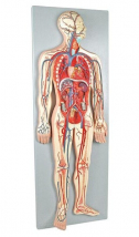 Human Circulatory System, 1/2 Life Size, 2 Parts