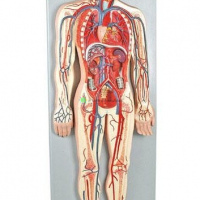 Human Circulatory System, 1/2 Life Size, 2 Parts