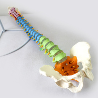 Flexible Spinal Column with Colour Coded Regions