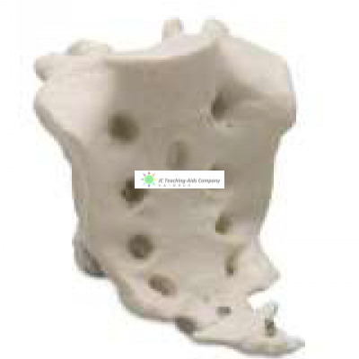 Sacrum with Coccyx