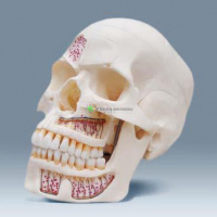 Human Skull with Nerve & Blood Vessels, 3 parts