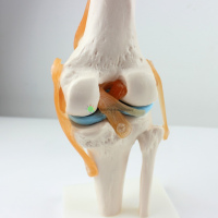 Knee Joint