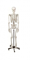 Humant skelet