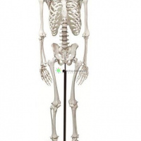 Human Skeleton