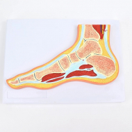MRI foot joint model
