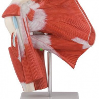 Model of Shoulder with Deep Muscle