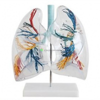 Transparent Lung