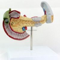 Liver Section with Gall Bladder Pathology model