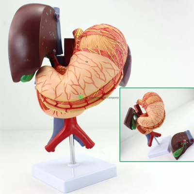 Stomach and Associated Organs of the Upper Abdomen