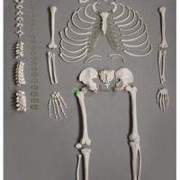 Human Disarticulated Skeleton