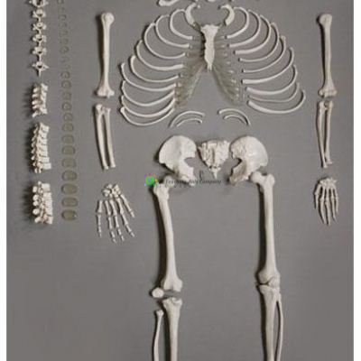 Human Disarticulated Skeleton