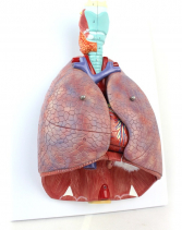 Human Respiratory System, 7 Parts