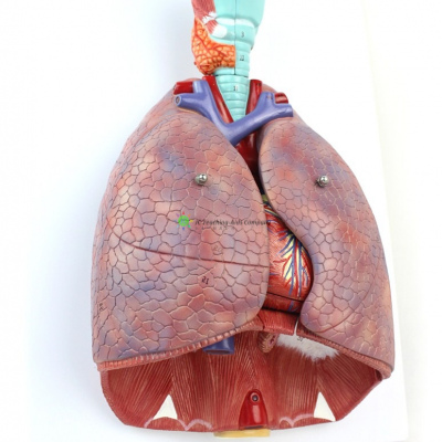 Human Respiratory System, 7 Parts 