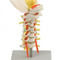 Cervical Spinal Column