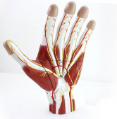 Anatomy of the Hand, 3-parts