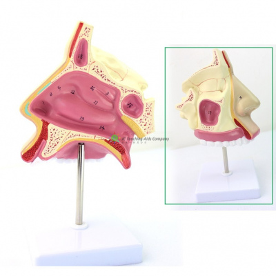 Nasal Cavity