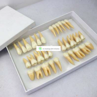 Permanent Teeth Set, 2.5x Life Size, 32-parts