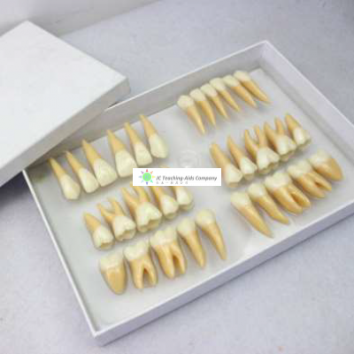 Permanent Teeth Set, 2.5x Life Size, 32-parts
