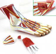 Regional Anatomy of the Foot
